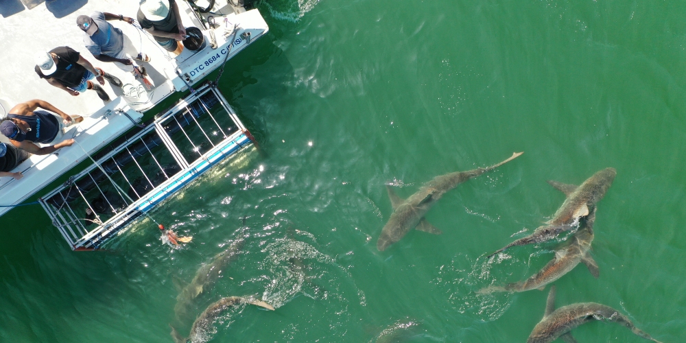 12 Days of Summer Giveaways: Day 4 – Shark Explorers