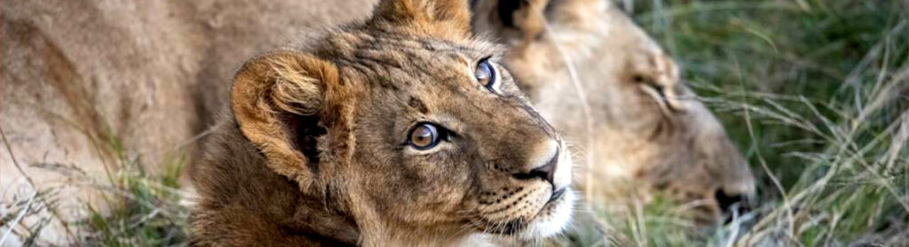 African Budget Safaris