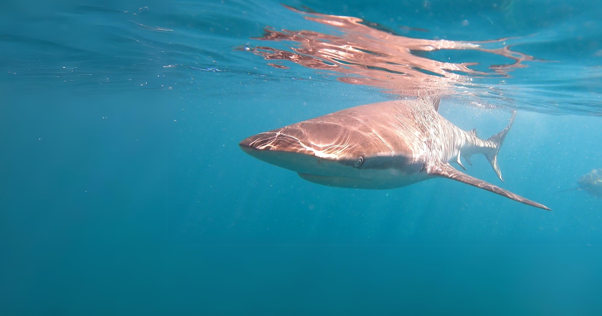 12 Days of Summer Giveaways: Day 4 – Marine Dynamics