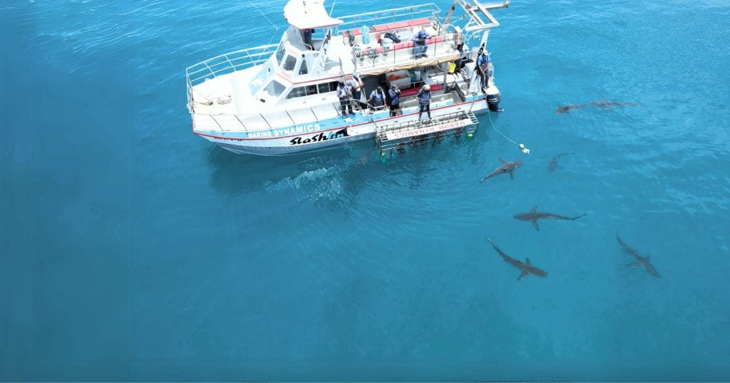 Marine Dynamics Shark and ​​Whale Tours